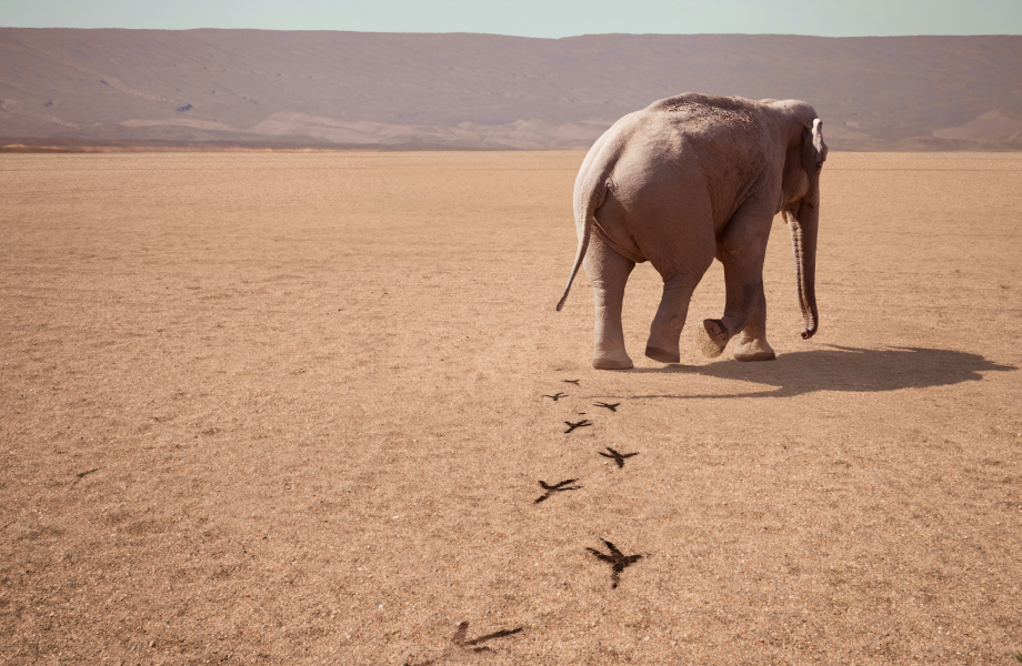 Elephant walking  